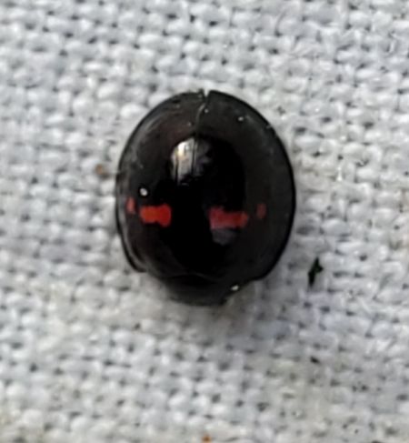Coccinelle des bruyères  - Thomas Lux