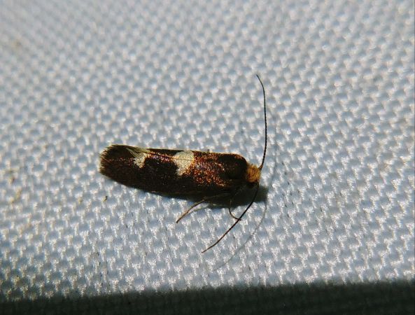 Incurvaria masculella 