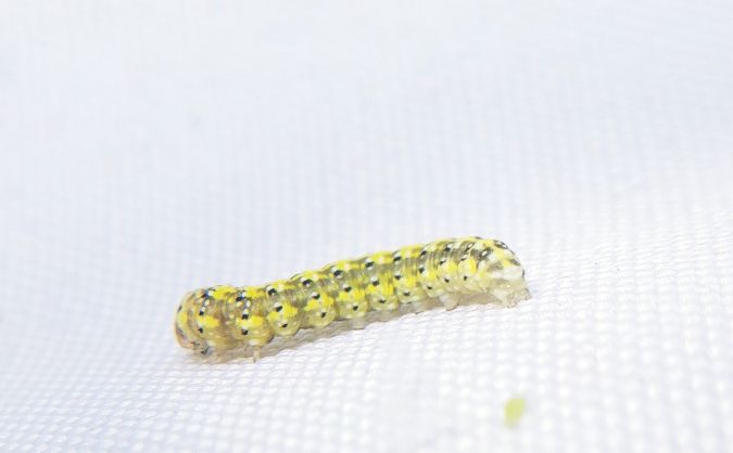 Polyploca ridens 