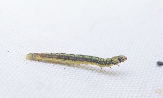 Acrobasis tumidana 