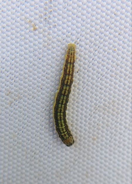 Acrobasis tumidana 