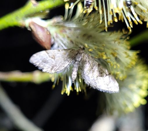 Eupithecia lanceata  - Thomas Lux
