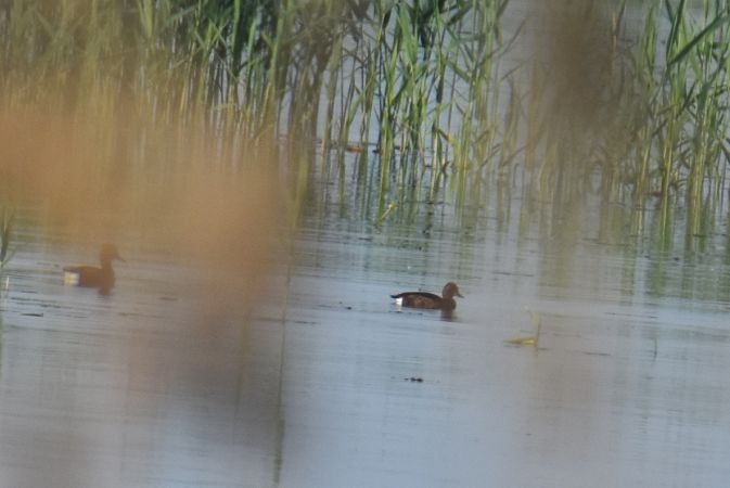 Fuligule nyroca  - Krystian Pytel