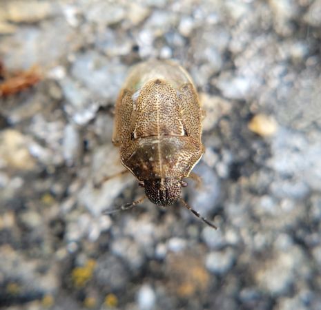 Neottiglossa pusilla  - Thomas Lux