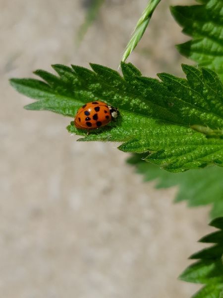 Coccinelle asiatique  - Sylvain Lethuillier