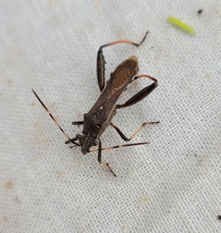 Camptopus lateralis  - Thomas Lux