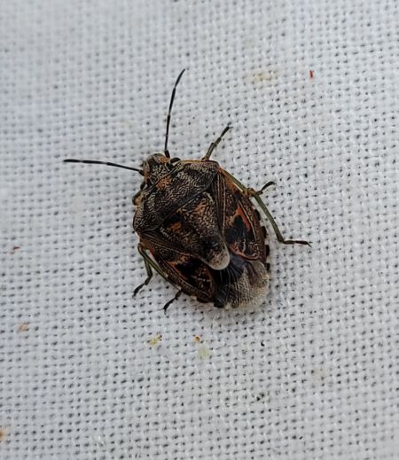 Holcogaster fibulata  - Thomas Lux