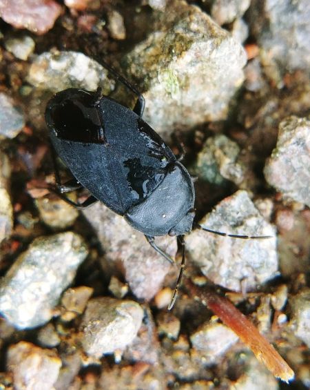 Aellopus atratus  - Thomas Lux