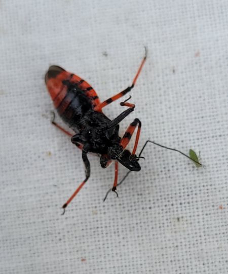 Rhynocoris annulatus  - Thomas Lux