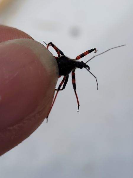 Rhynocoris annulatus  - Thomas Lux