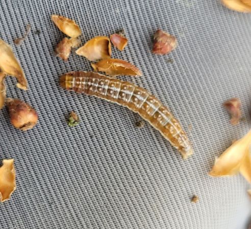 Tortricodes alternella  - Thomas Lux
