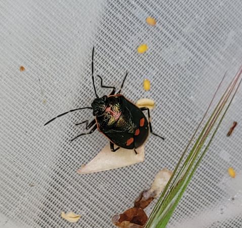Eurydema oleracea  - Thomas Lux