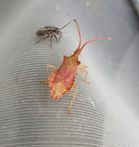 Haploprocta sulcicornis  - Thomas Lux