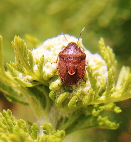 Rubiconia intermedia 