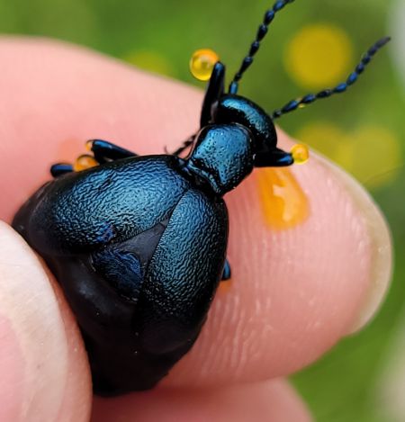 Meloe violaceus  - Thomas Lux