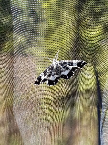 Rheumaptera hastata  - Sylvain Lethuillier