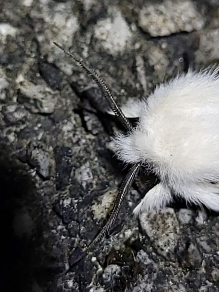 Spilosoma lubricipeda  - Thomas Lux