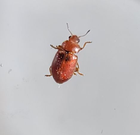 Coccidula rufa  - Thomas Lux