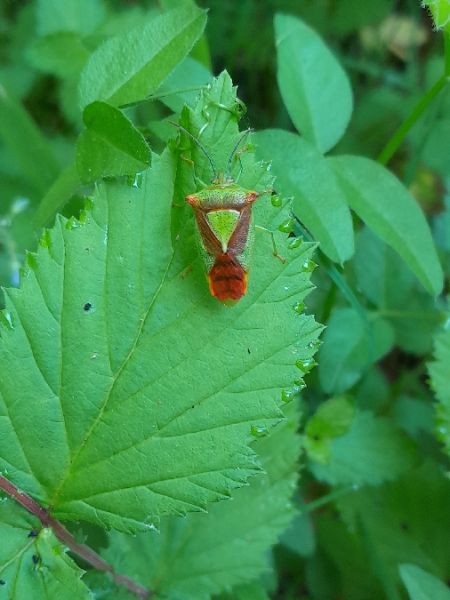Acanthosoma haemorrhoidale  - Sylvain Lethuillier