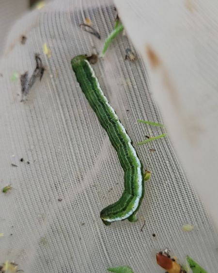 Chesias legatella  - Thomas Lux