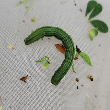 Chesias legatella  - Thomas Lux