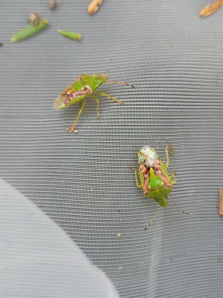 Cyphostethus tristriatus  - Thomas Lux