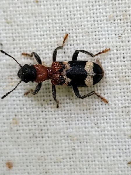 Clairon des fourmis  - Thomas Lux