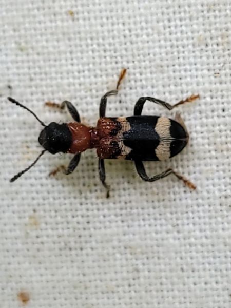 Thanasimus formicarius  - Thomas Lux