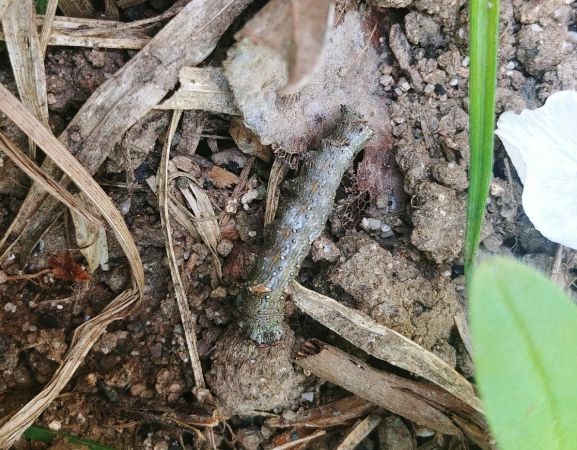 Allophyes oxyacanthae 