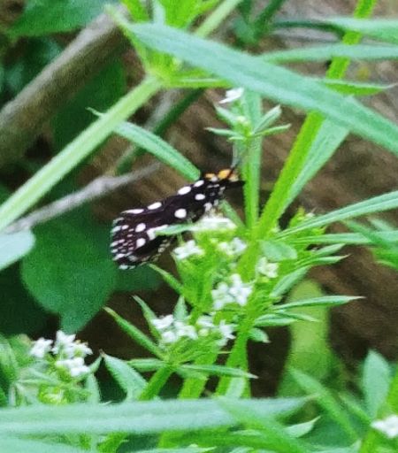 Euplocamus anthracinalis 