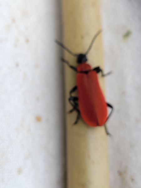 Pyrochroa coccinea  - Thomas Lux