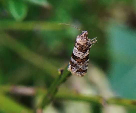 Celypha cespitana 