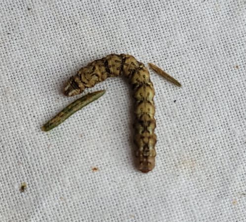 Hylaea fasciaria  - Thomas Lux