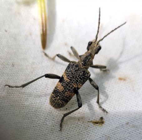 Rhagium mordax  - Thomas Lux