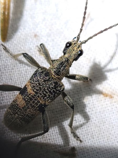 Rhagium mordax  - Thomas Lux