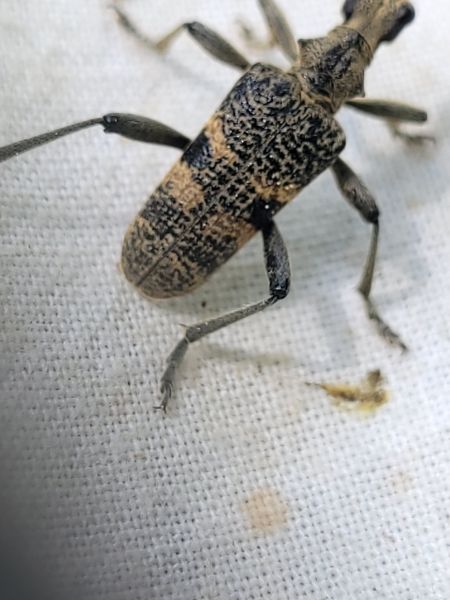 Rhagium mordax  - Thomas Lux