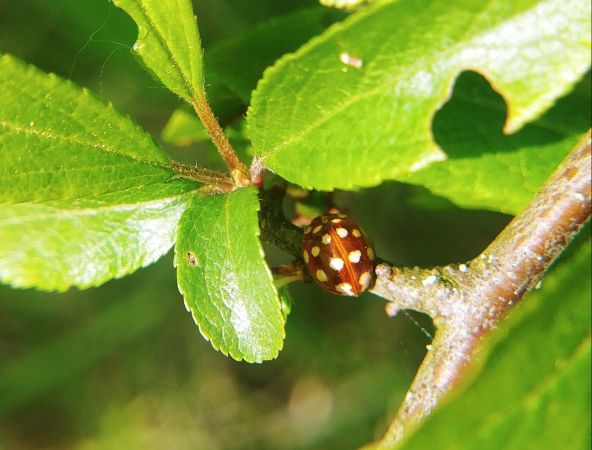 Coccinelle à 14 points 
