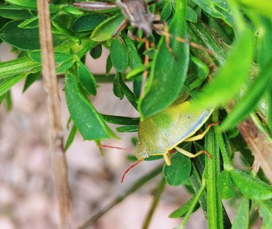 Piezodorus lituratus 