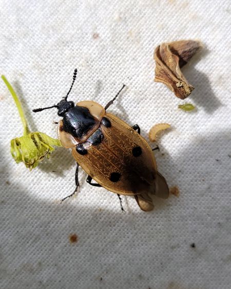 Dendroxena quadrimaculata  - Thomas Lux