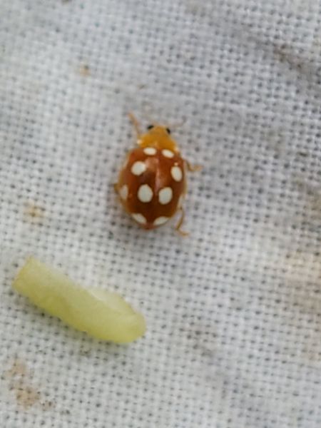 Vibidia duodecimguttata  - Thomas Lux