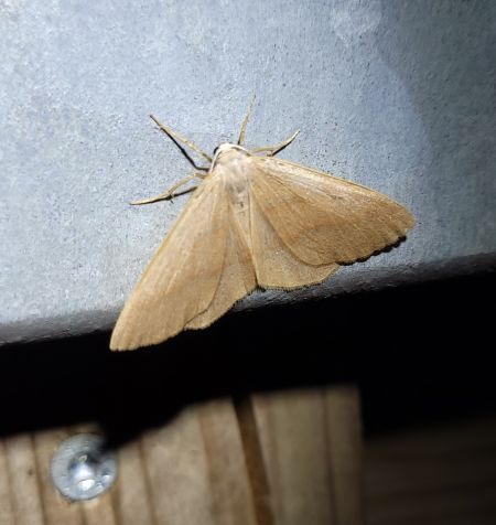Hylaea fasciaria  - Thomas Lux