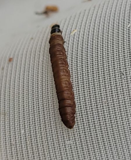 Phiaris bipunctana  - Thomas Lux