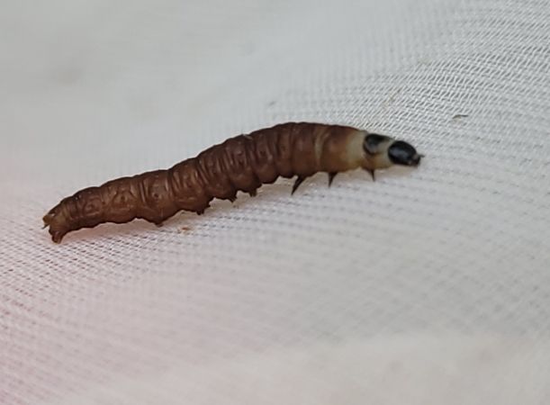 Phiaris bipunctana  - Thomas Lux