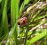 Eurydema dominulus  - Thomas Lux
