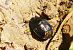 Sehirus luctuosus 