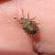 Sciocoris macrocephalus  - Thomas Lux