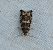 Epinotia tedella  - Thomas Lux