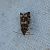 Epinotia tedella  - Thomas Lux