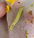 Orthosia gracilis  - Thomas Lux