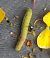 Orthosia gracilis  - Thomas Lux